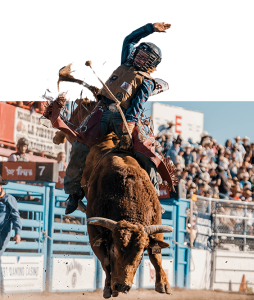 A bull rider in a helmet reaches up as a brown bull bucks out of the chute.