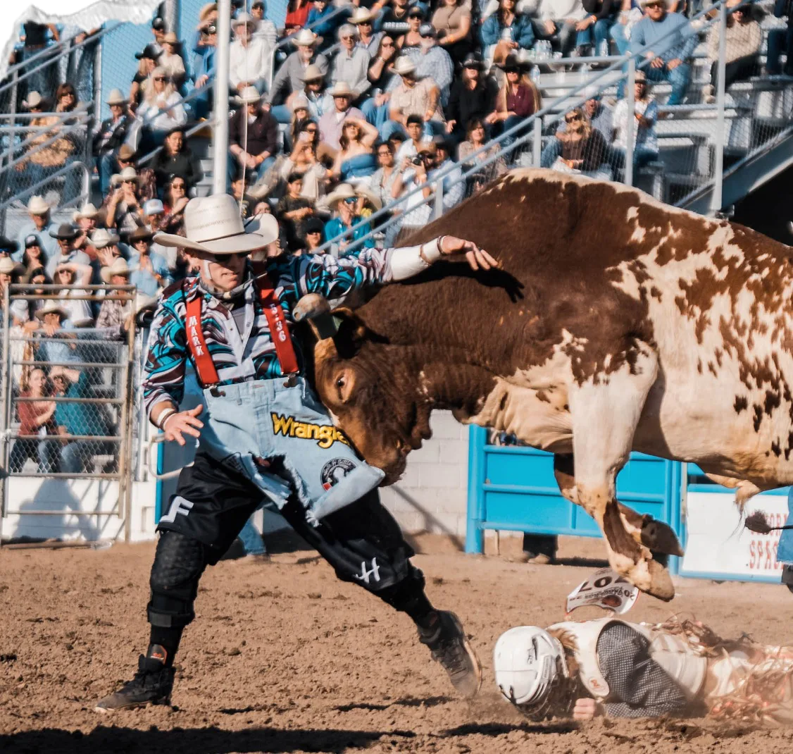 A bullfighter steps in front of a spotted bull as the rider lies in the dirt.