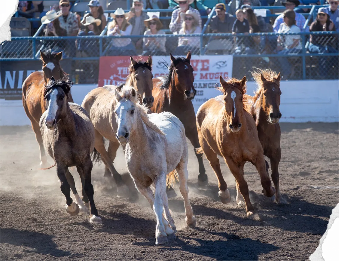 A herd of horses runs across the arena in a cloud of dust.