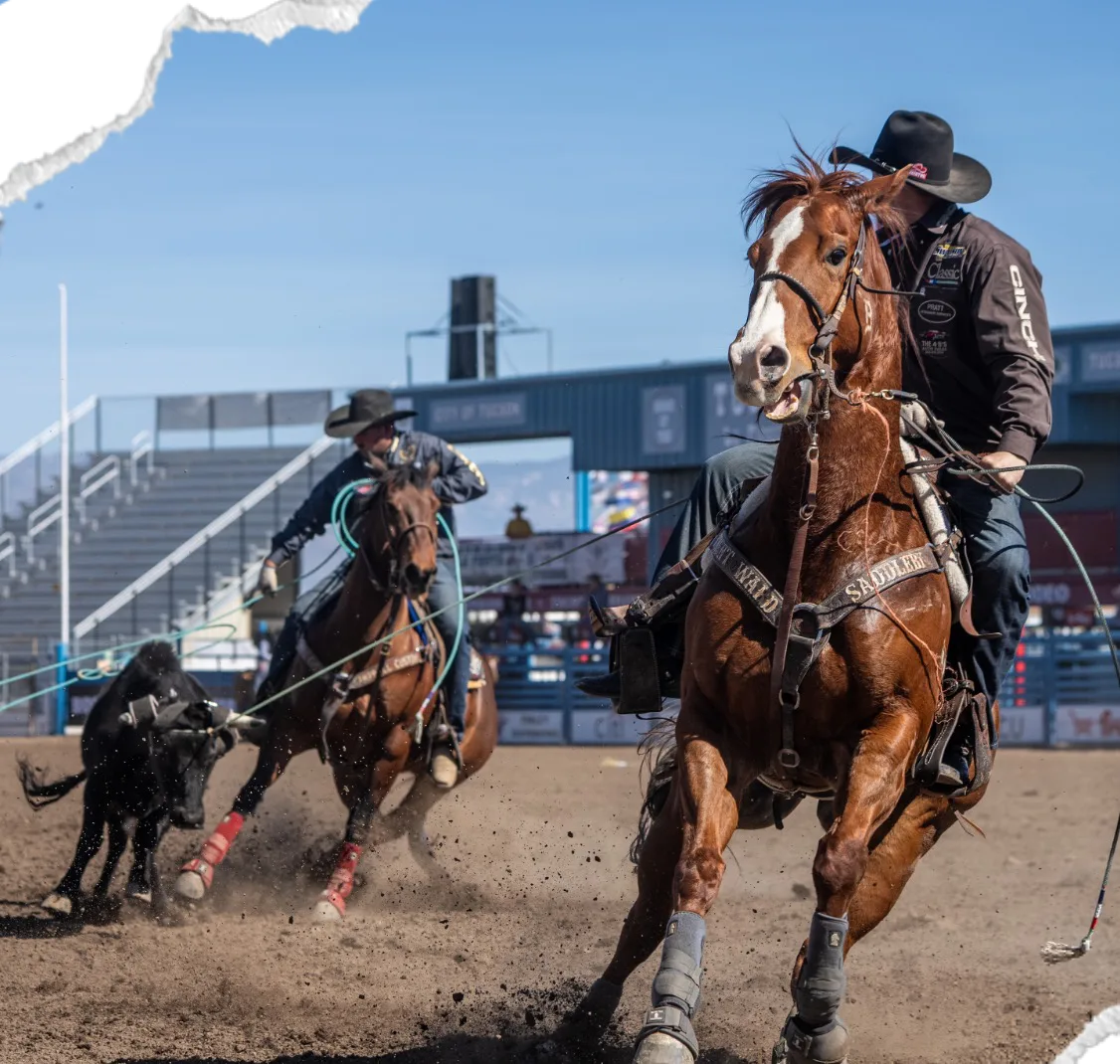 Cowboys on horseback chase a calf across the arena in front of the grandstand.