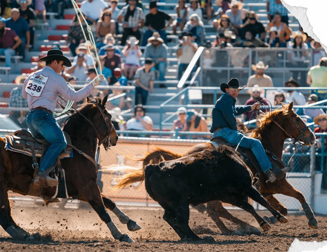Two team ropers on horseback chase a steer, one swinging a loop.