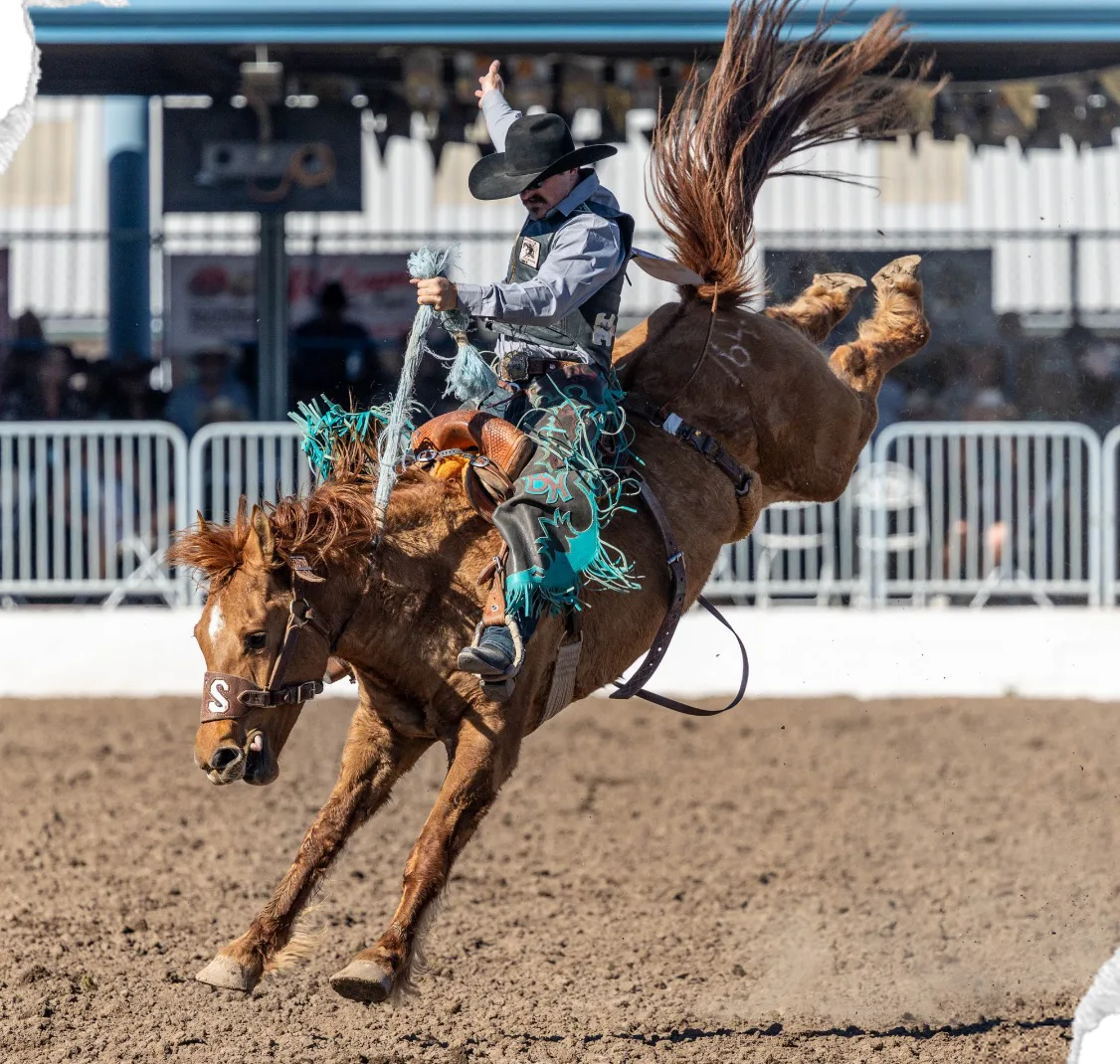 A chestnut bronc bucks hard as its rider leans back with his arm raised.
