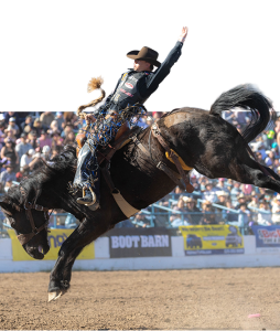 A saddle bronc rider leans back, arm high, as a black horse bucks.