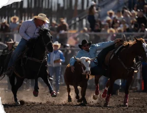 A steer wrestler and his hazer ride on either side of a running steer.