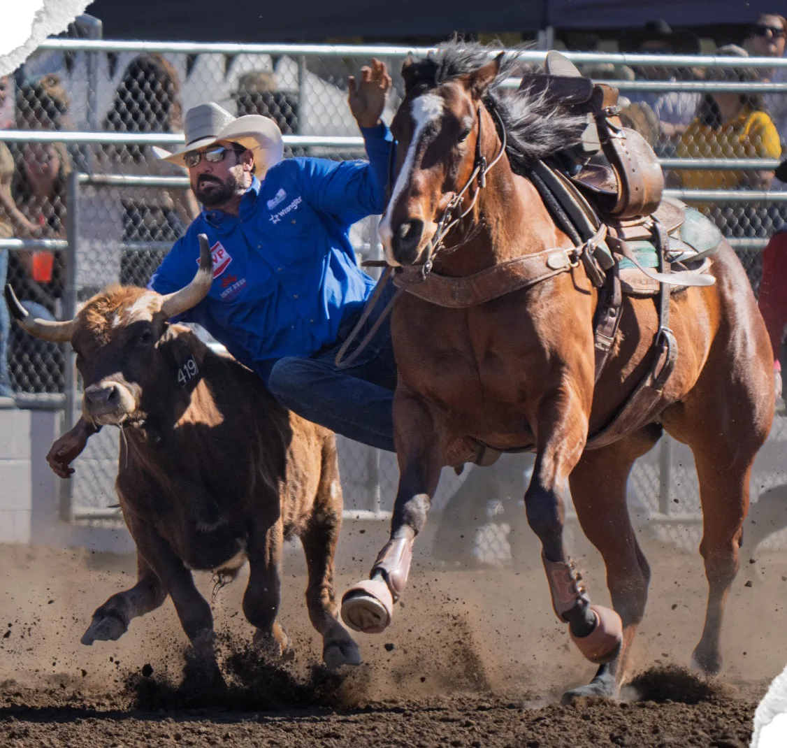 A steer wrestler slides from his horse onto a running steer's horns.