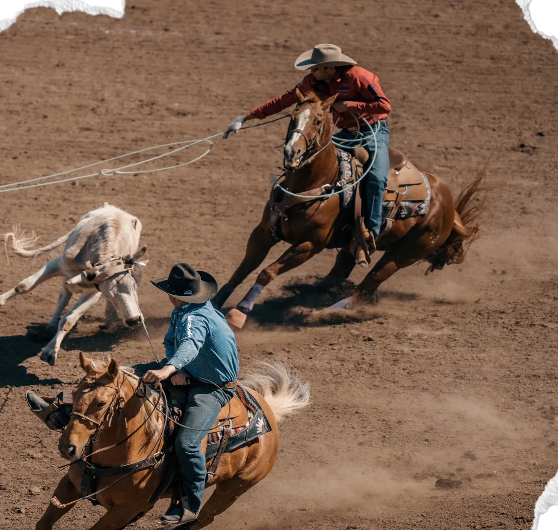 Two team ropers on horseback work a white steer, one at the head and one at the heels.
