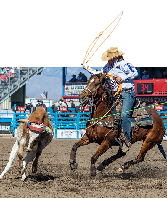 A team roper swings his loop overhead as a spotted steer runs ahead.