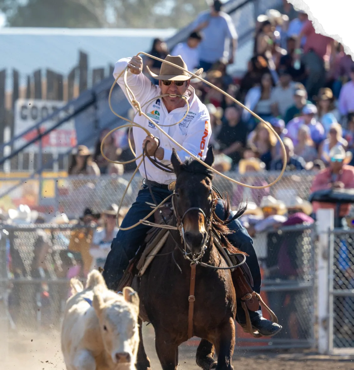 A tie-down roper swings his loop at a white calf as his horse closes in.